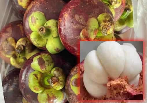 Mangosteen Fruit: The Funny Queen of Tropical Fruits