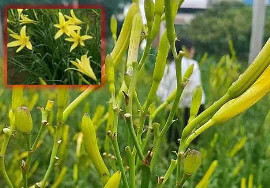 Daylily Vegetable: The Cheerful Multi-Talent Garden Veggie