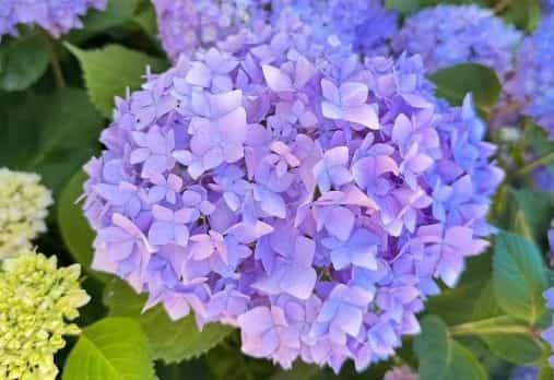 Hydrangea: The Drama Queen of the Garden