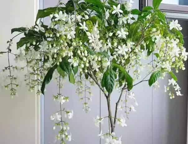Jasmine: The Fragrant Little Party Guest of the Garden