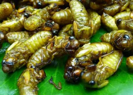 Golden Cicada Delicacy: Nature’s Crispy Surprise Snack