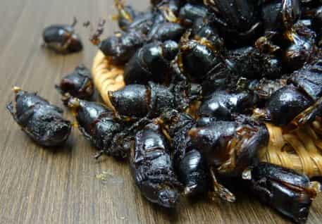 Black Scarab Beetle Insect Delicacy